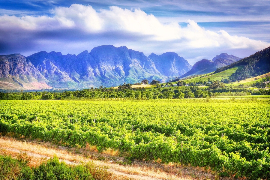 Du Lịch Stellenbosch – Một Châu Âu Giữa Lòng Nam Phi