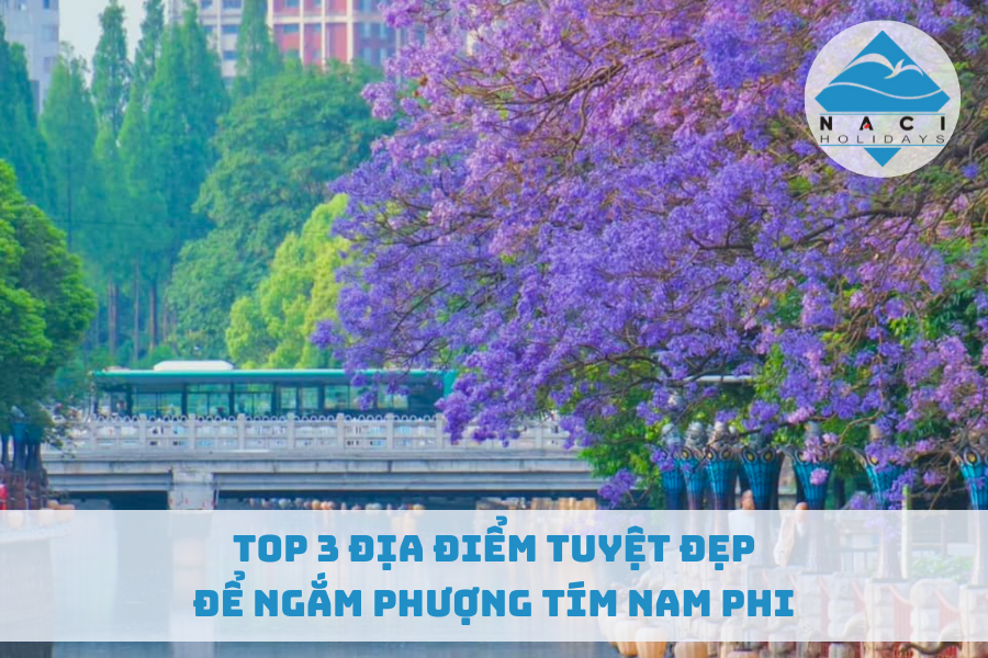 Top 3 Địa Điểm Tuyệt Đẹp Để Ngắm Mùa Phượng Tím Nam Phi