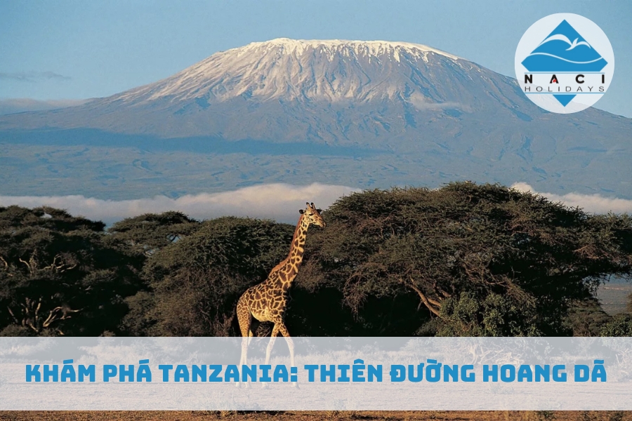 Khám Phá Tanzania: Thiên Đường Hoang Dã