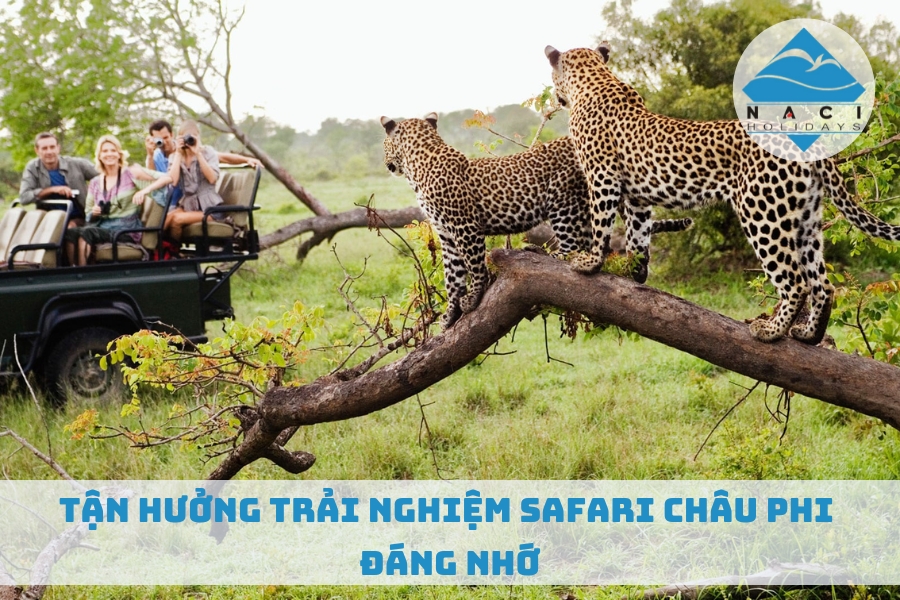 Tận Hưởng Trải Nghiệm Safari Châu Phi Đáng Nhớ