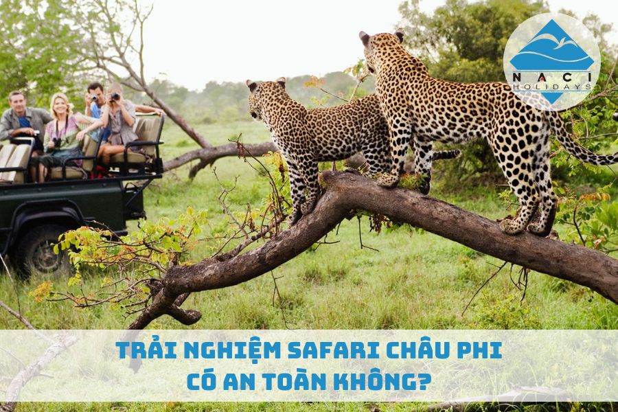 Trải Nghiệm Safari Châu Phi Có An Toàn Không?