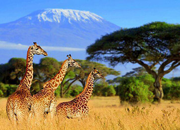 Lạc vào xứ sở hoang dã Kenya - Tanzania