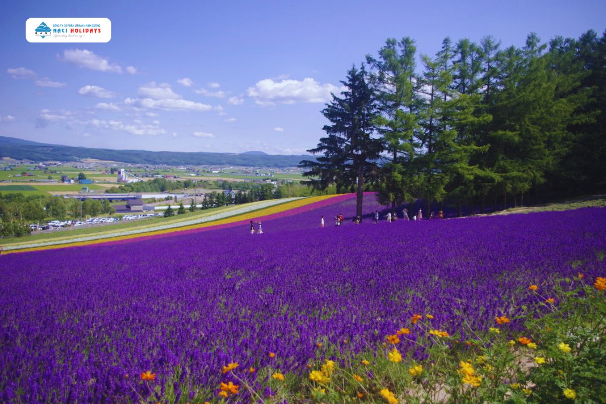 CUNG ĐƯỜNG VÀNG NHẬT BẢN MÙA HÈ 2024: Osaka – Kobe – Kyoto – Núi Phú Sĩ - Tokyo