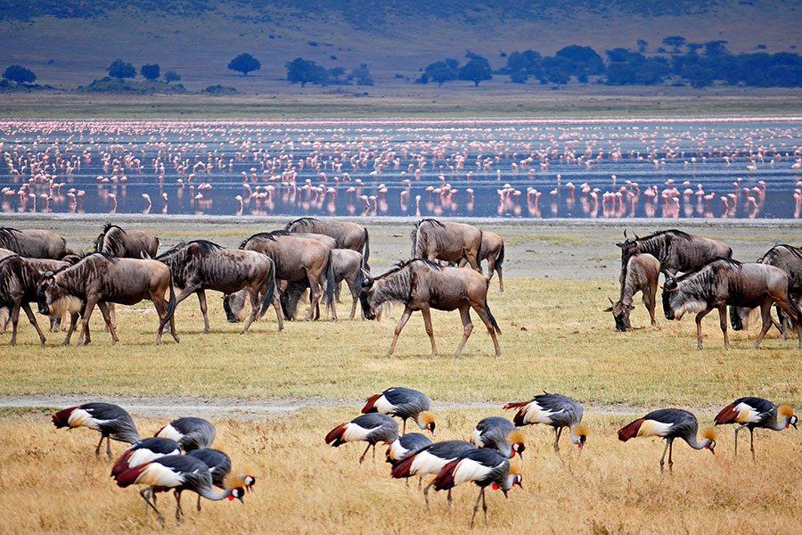 khu bảo tồn miệng núi lửa Ngorongoro