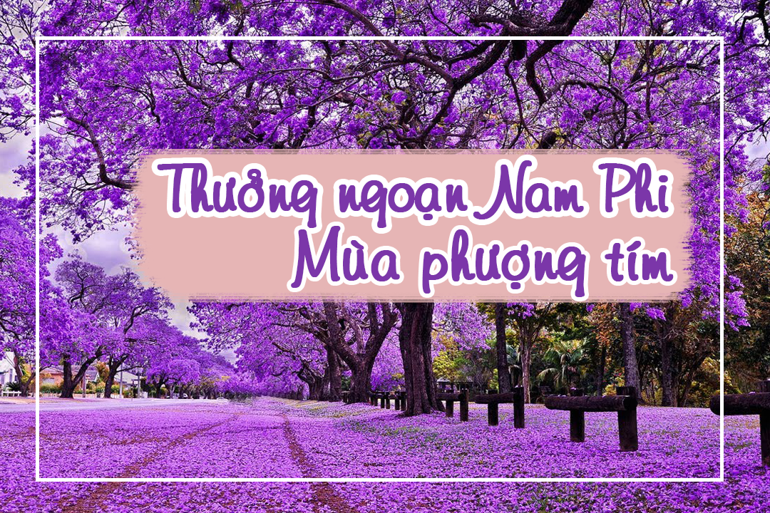 Du Lịch Nam Phi Mùa Phượng Tím & Du Thuyền Xem Cá Voi