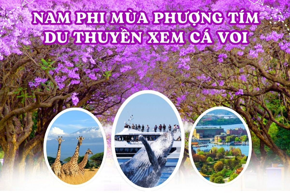 KHÁM PHÁ CHÂU PHI: DU LỊCH NAM PHI MÙA PHƯỢNG TÍM & DU THUYỀN XEM CÁ VOI