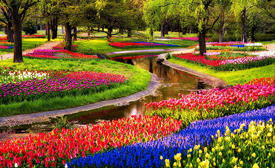 Vườn hoa Keukenhof - vườn hoa lớn nhất thế giới