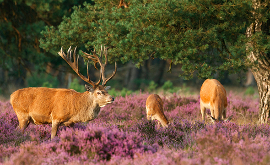 Những động vật hoang dã tại công viên Quốc gia Hoge Veluwe